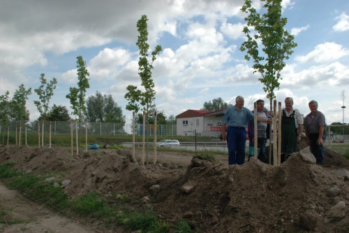 14 neue Ahorn-Bäume gepflanzt